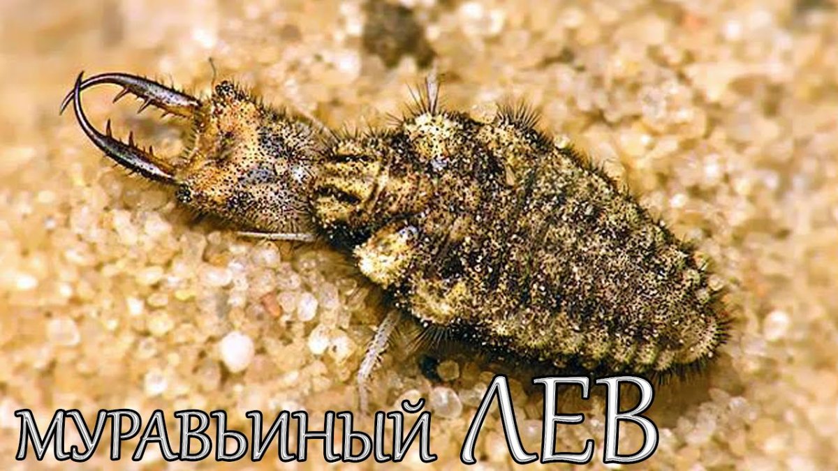 Личинка Стрекозы муравьиный Лев