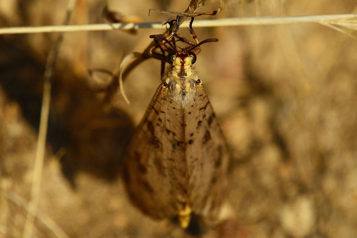 Муравьиный Лев обыкновенный личинки