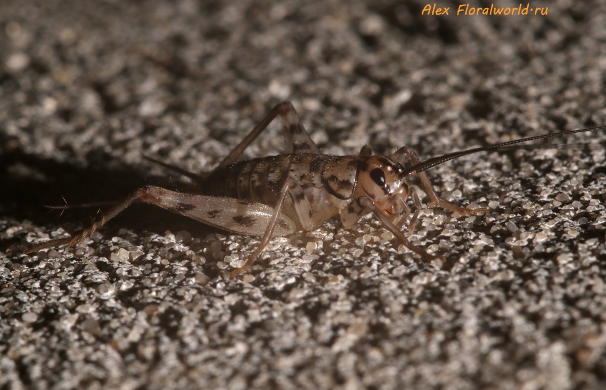 Муравьиный Лев личинка