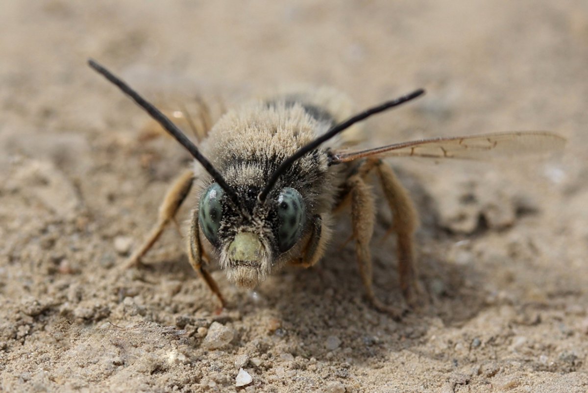 Antlion Grub
