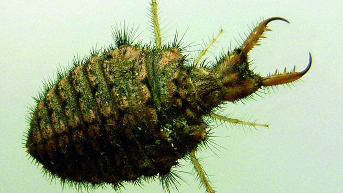 Кокон муравьиного Льва