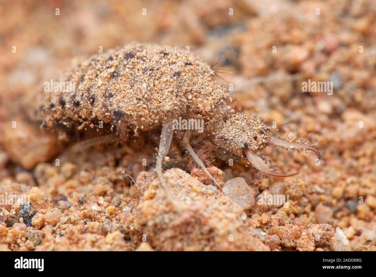 Муравьиный Лев взрослая особь