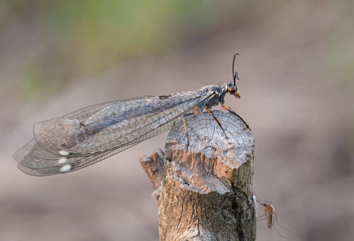 Насекомые Песков