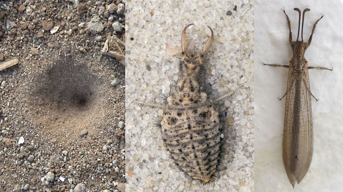 Муравьиный Лев обыкновенный личинки