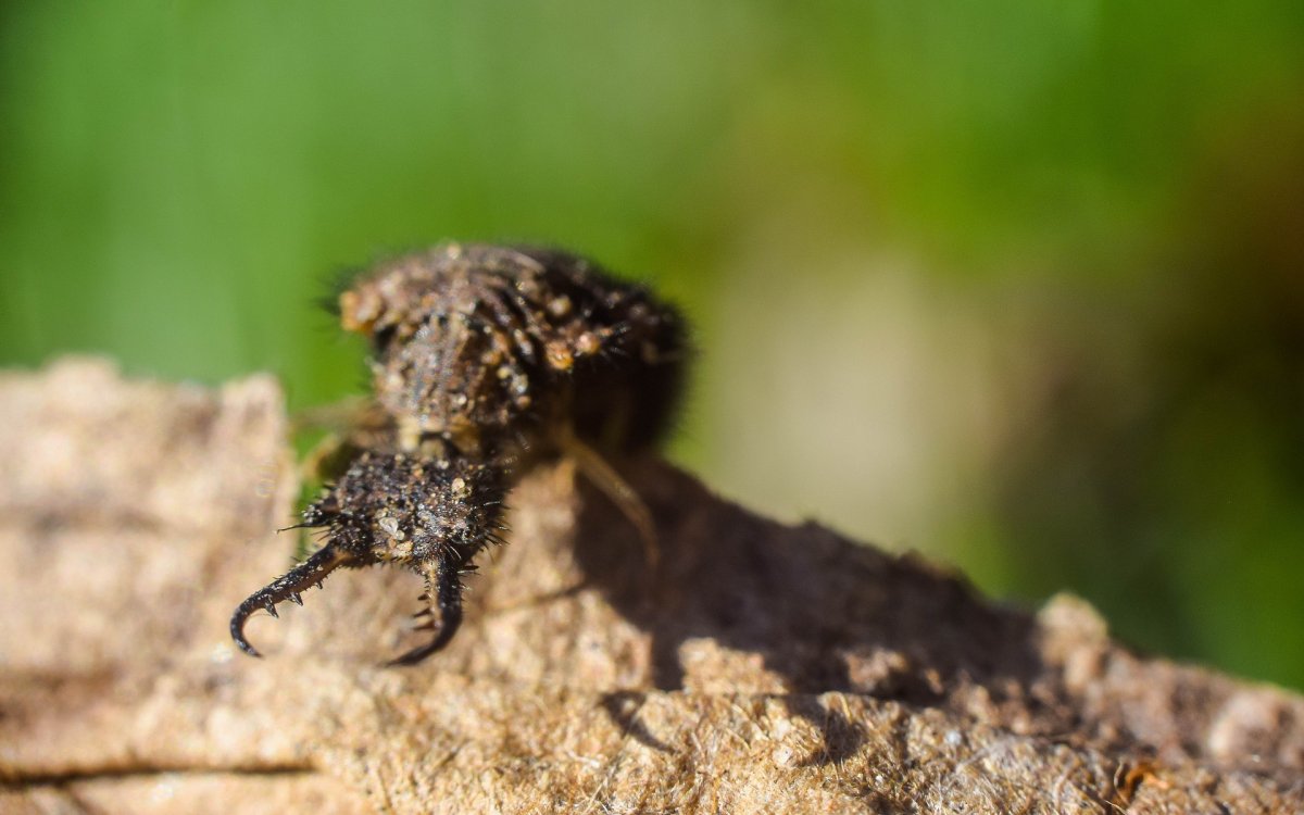 Ямка муравьиный Лев