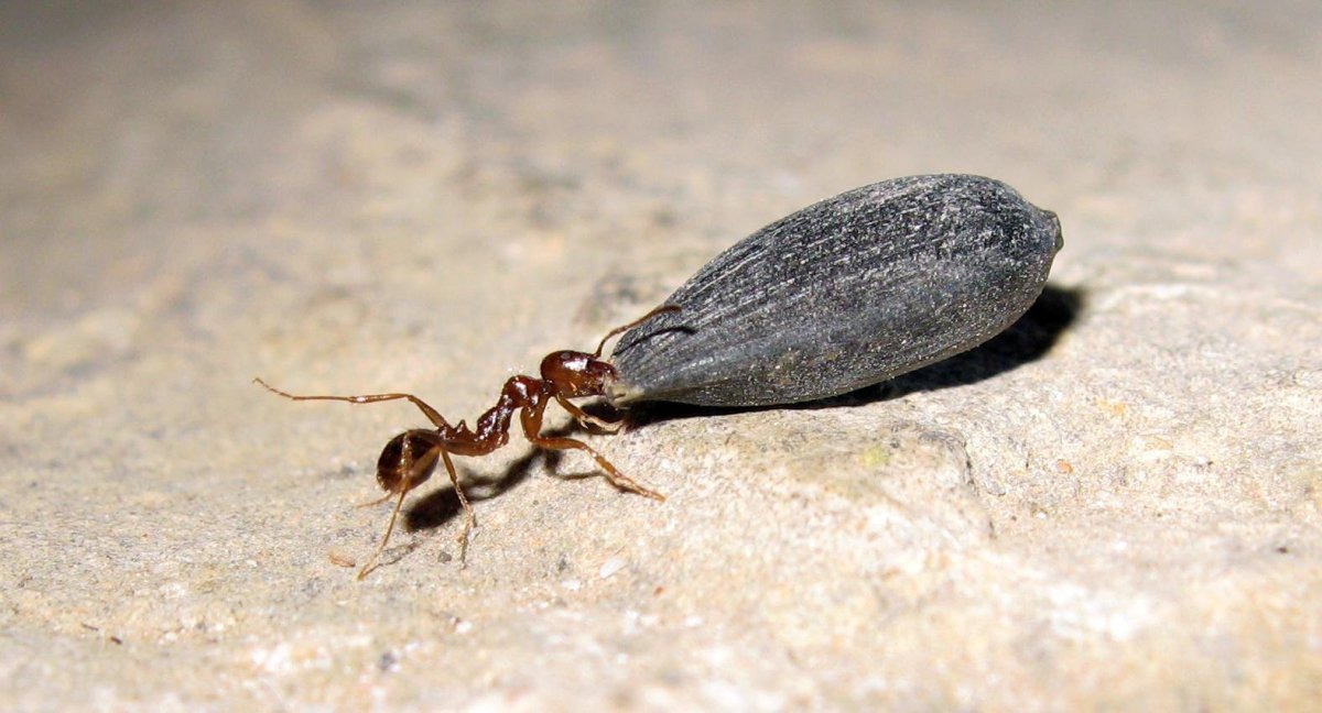 Личинка муравьиного Льва хищник