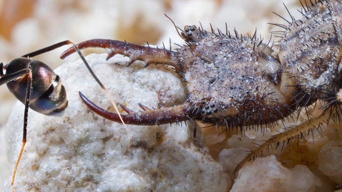 Муравей Лев личинка