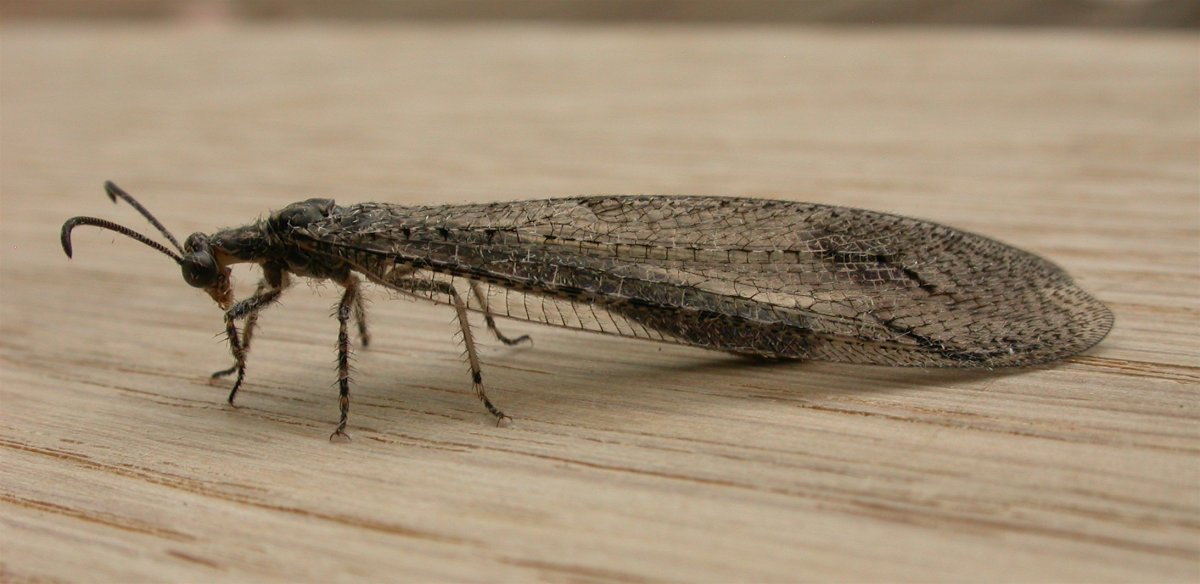 Муравьиный Лев Имаго