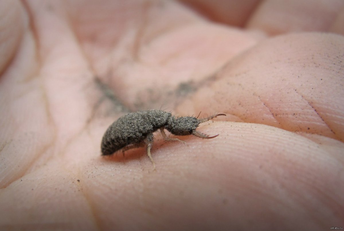 Лицо муравьиного Льва под микроскопом