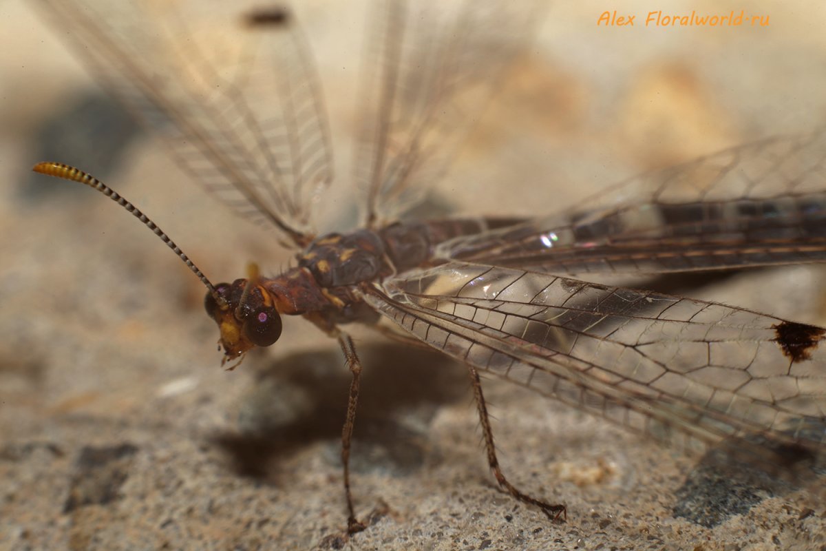 Жук муравьиный Лев