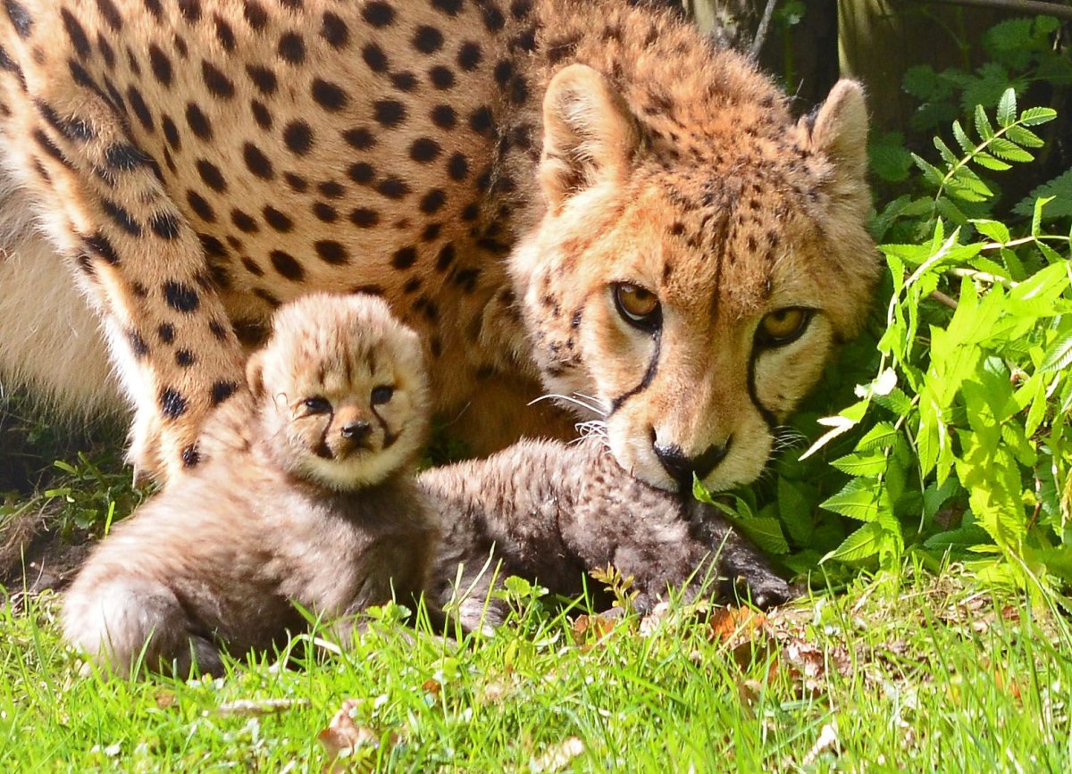 Котята гепарда