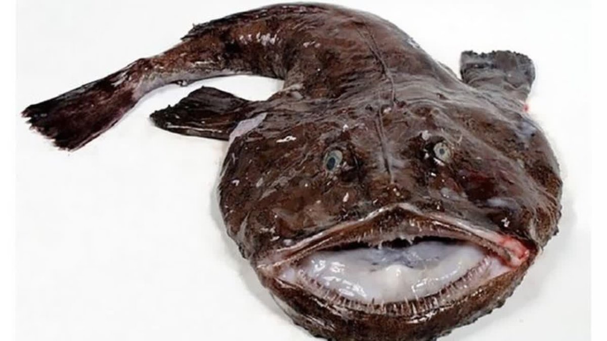 Рыба удильщик гравюра