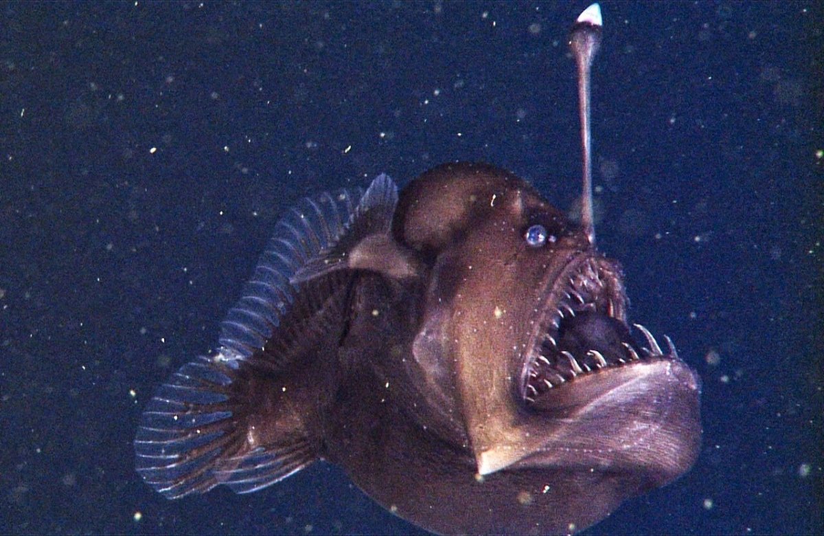 Глубоководная рыба удильщик