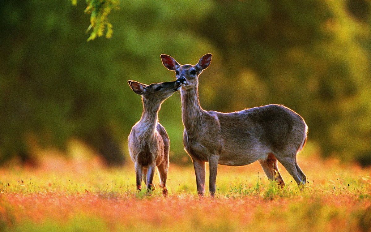 Природа животный мир