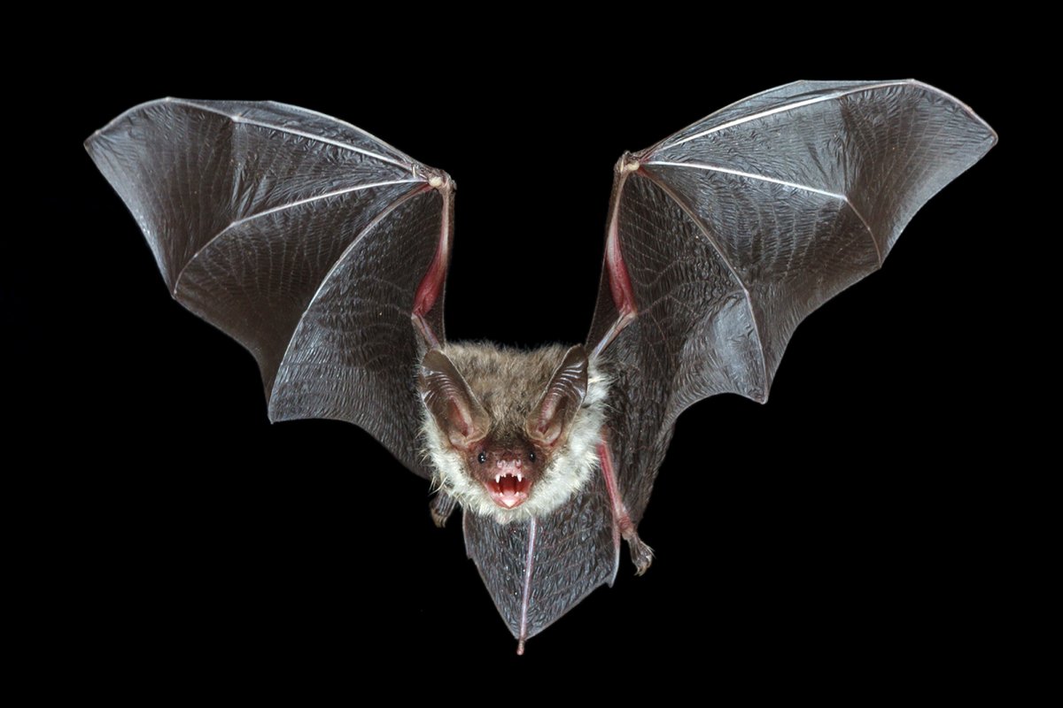 Травоядная летучая мышь