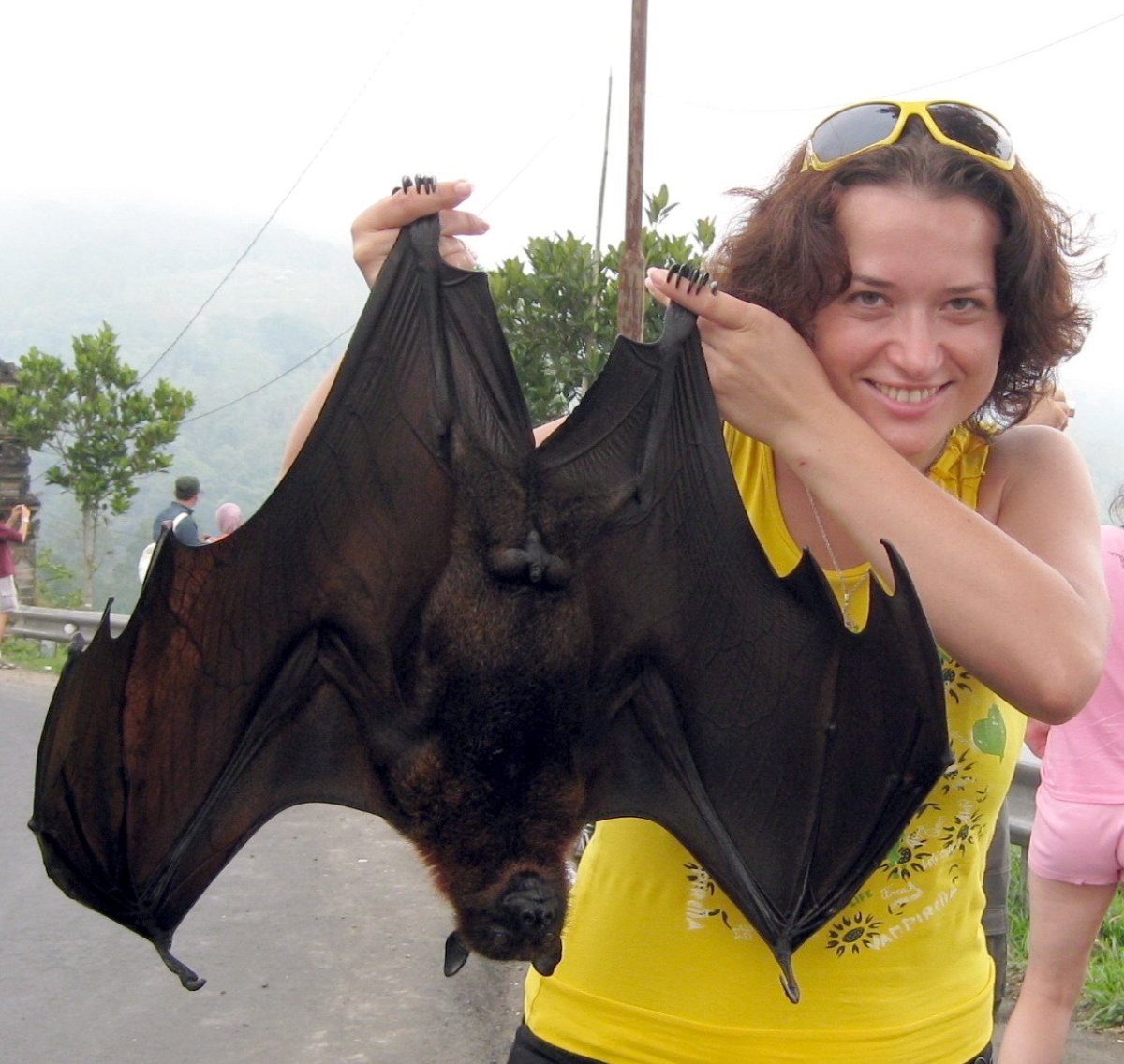 Крылан черный