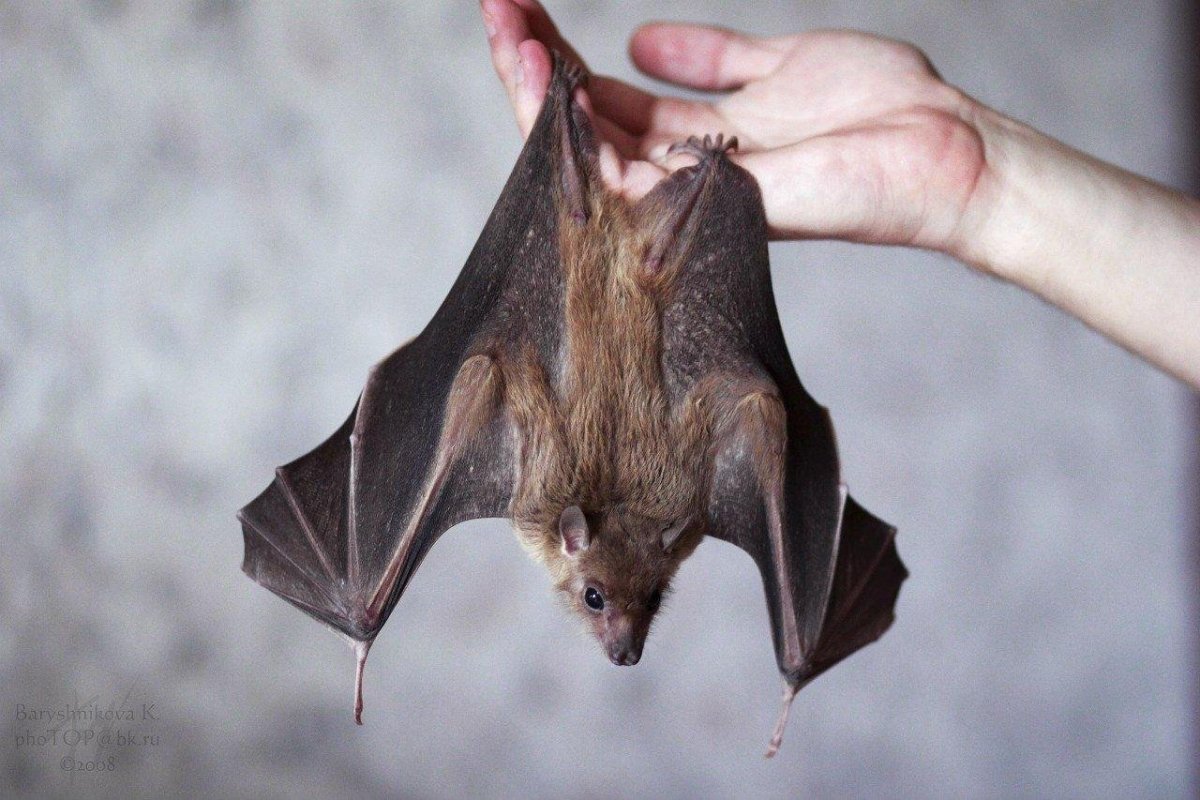 Нильский крылан домашний