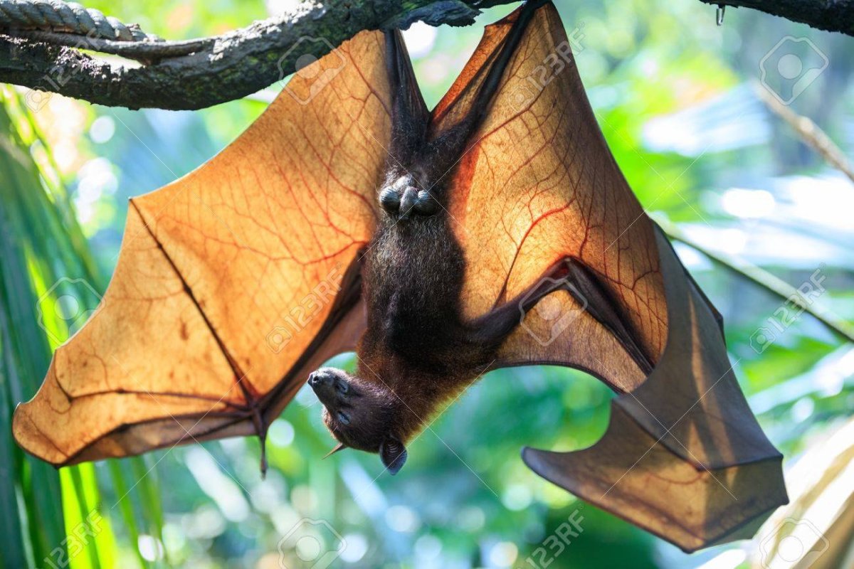 Летучая мышь самец