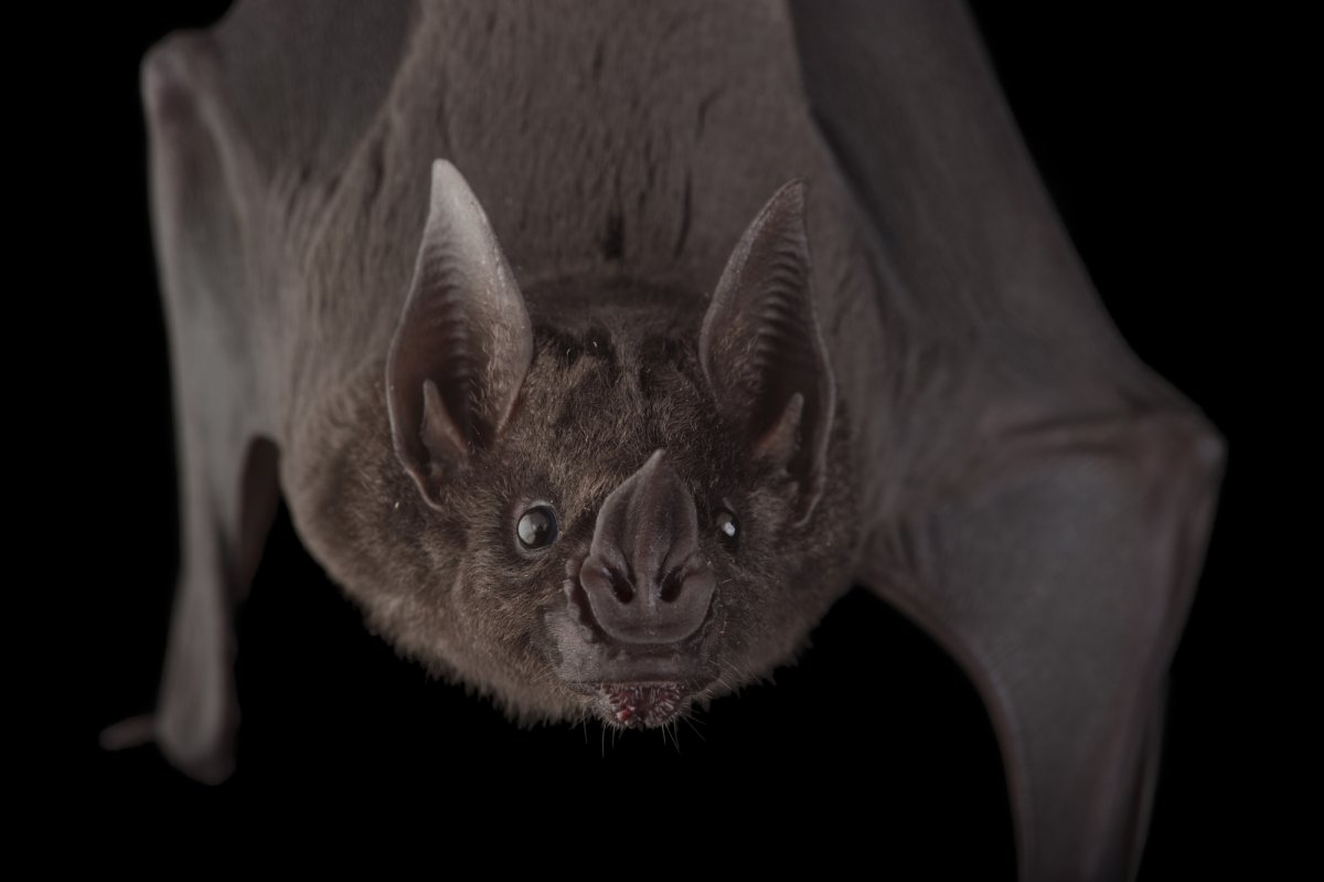 Некромантисы летучие мыши