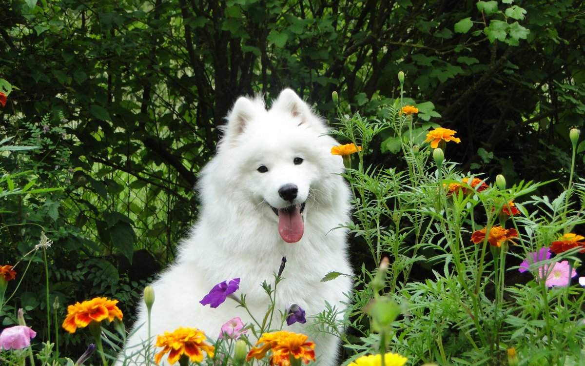 Самоедская лайка рыжая