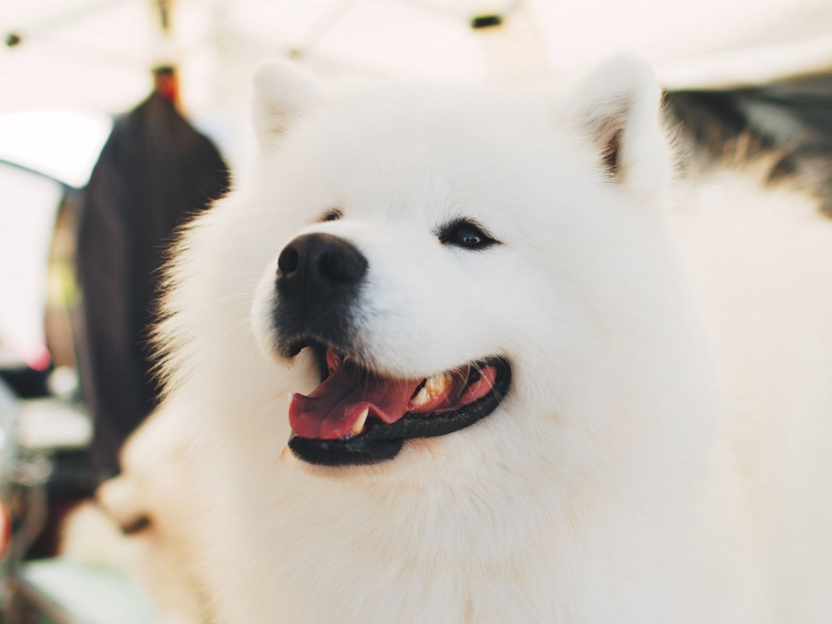 Самоедская лайка морда
