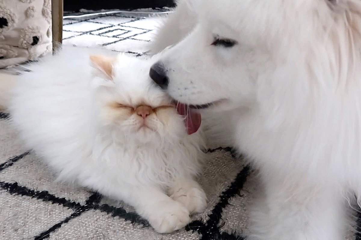 Сиба ину шерсть