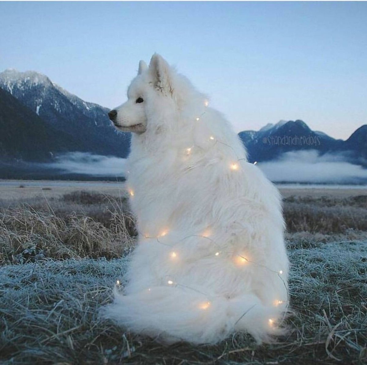 Самоед в листве