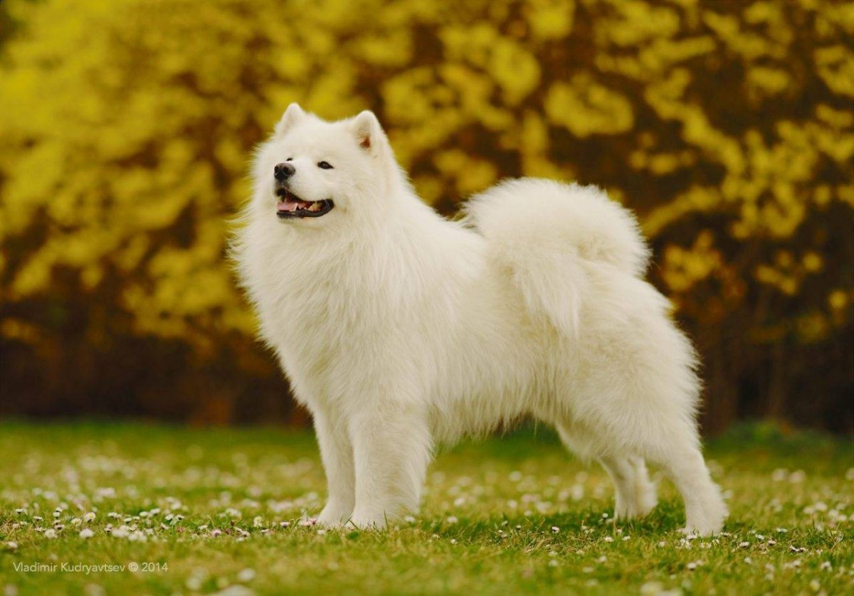 Белая собака порода самоед