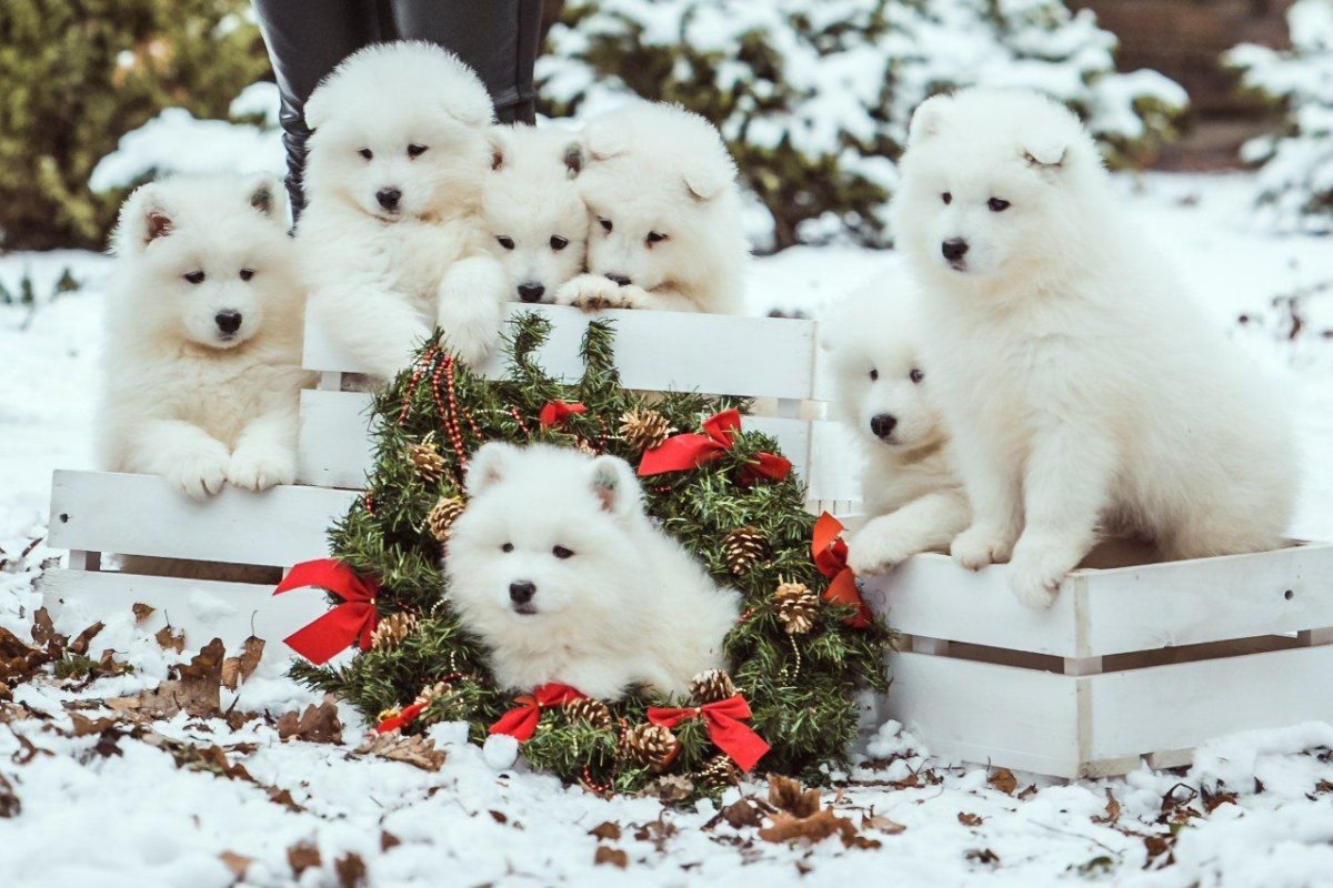 Самоед собака фото