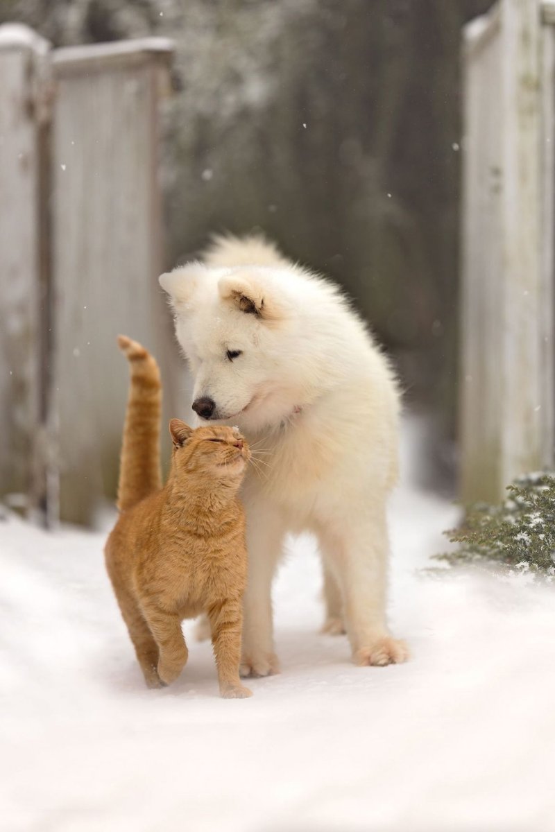 Сибирская лайка самоед