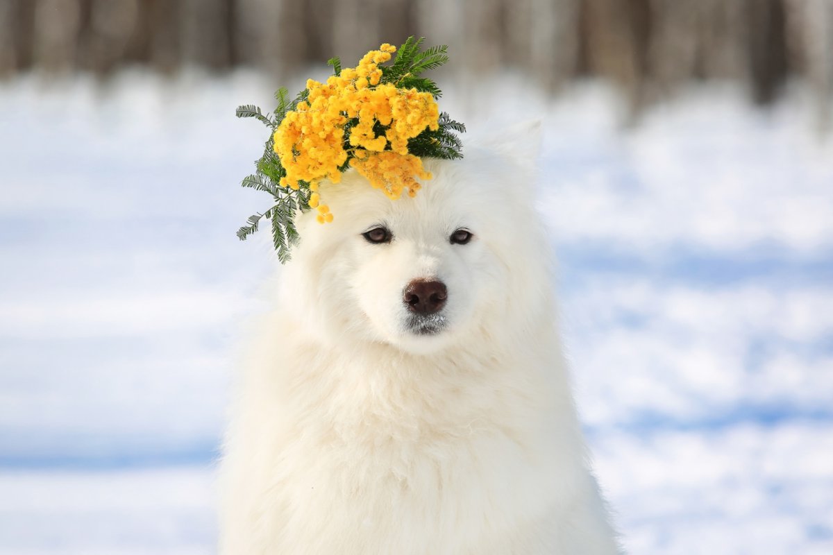 Арктический шпиц самоед