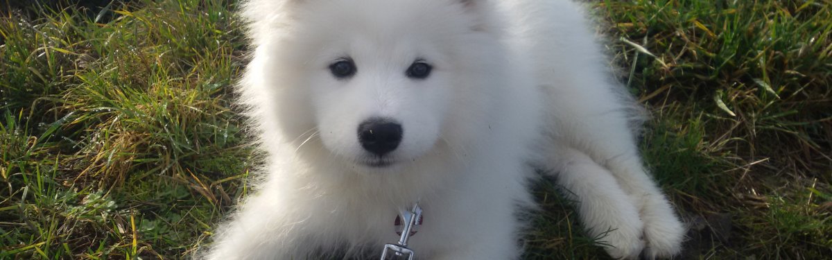 Щенок самоеда зима