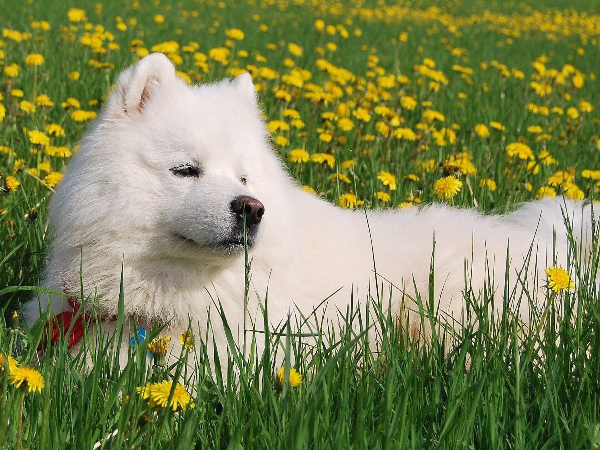 Самоед с бабочкой