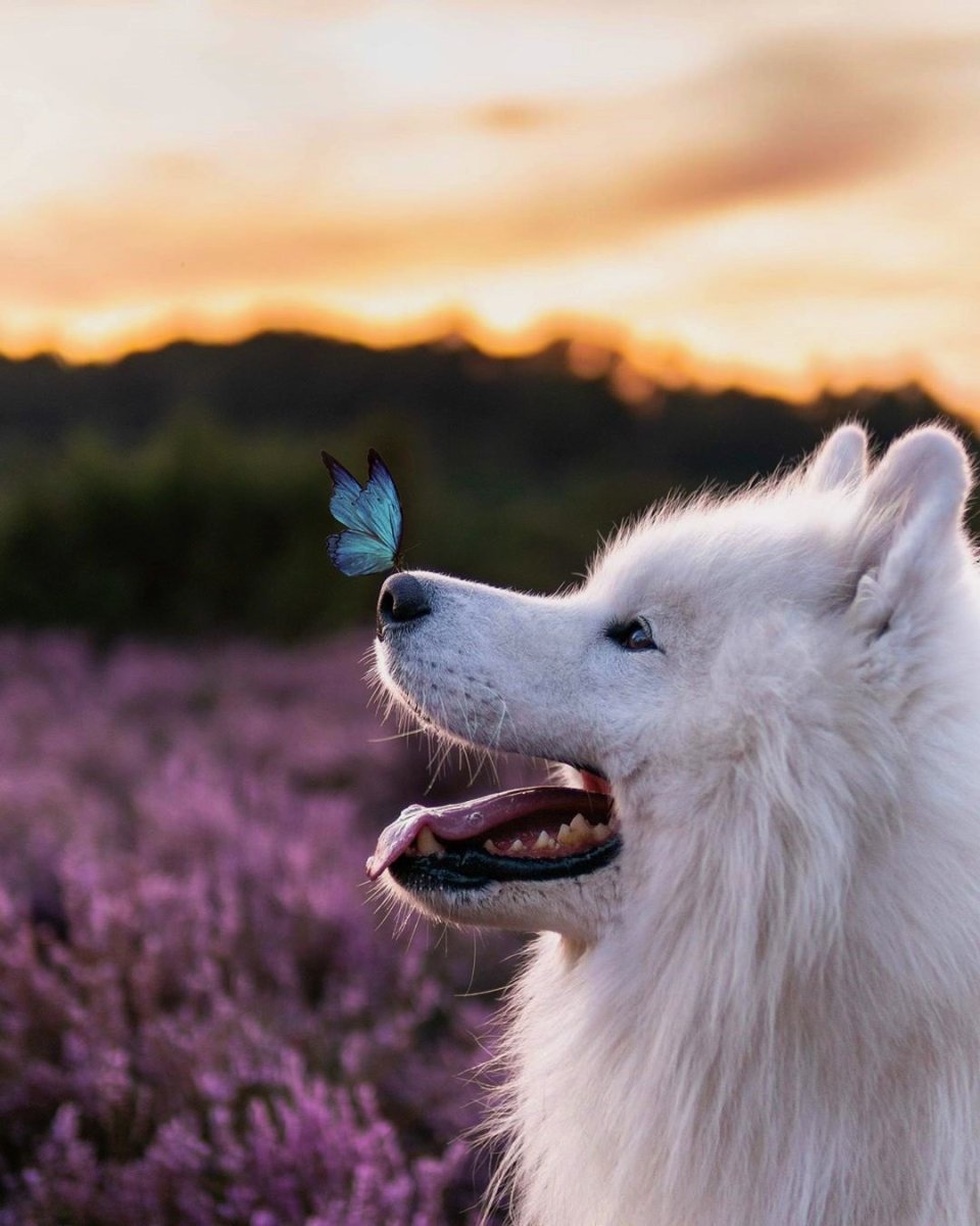 Самоедская лайка ездовая