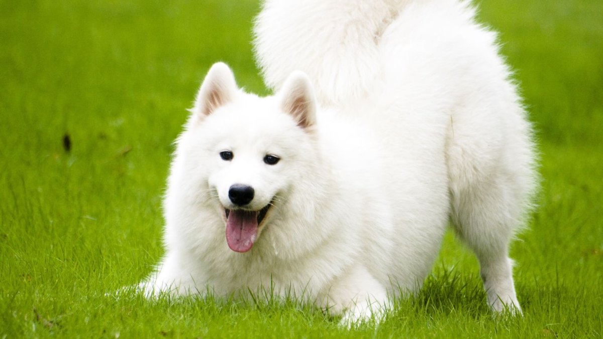 Сибирская лайка самоед