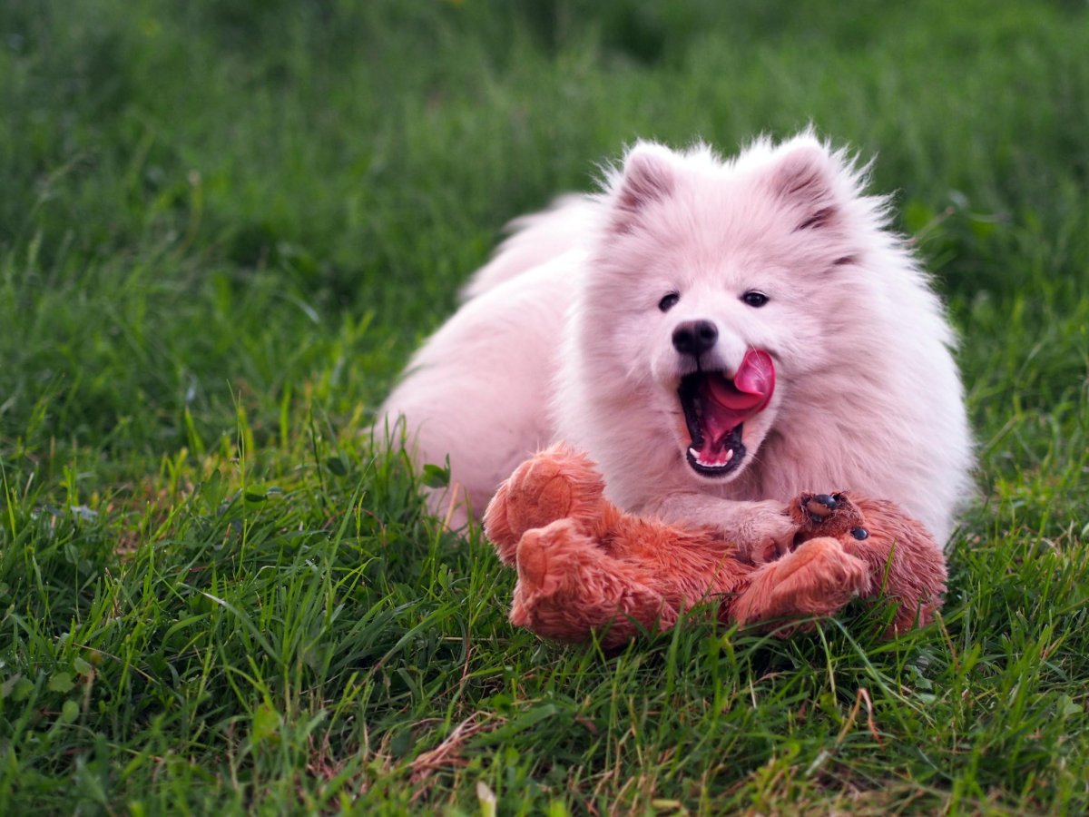 Порода собак самоед