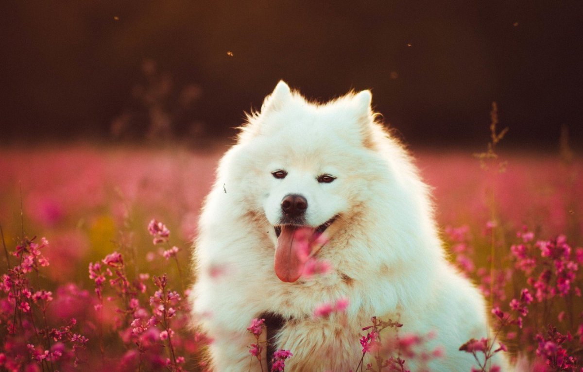 Самоед цвета