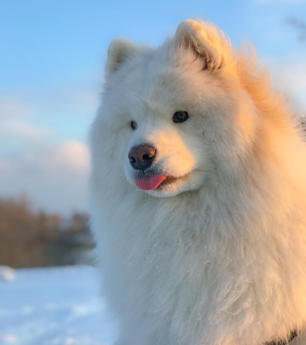 Самоедская лайка рыжая