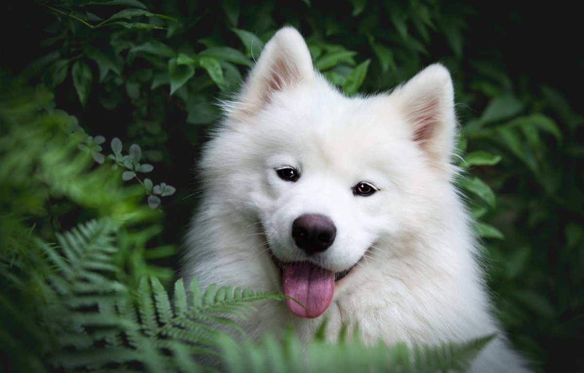 Шпиц самоед