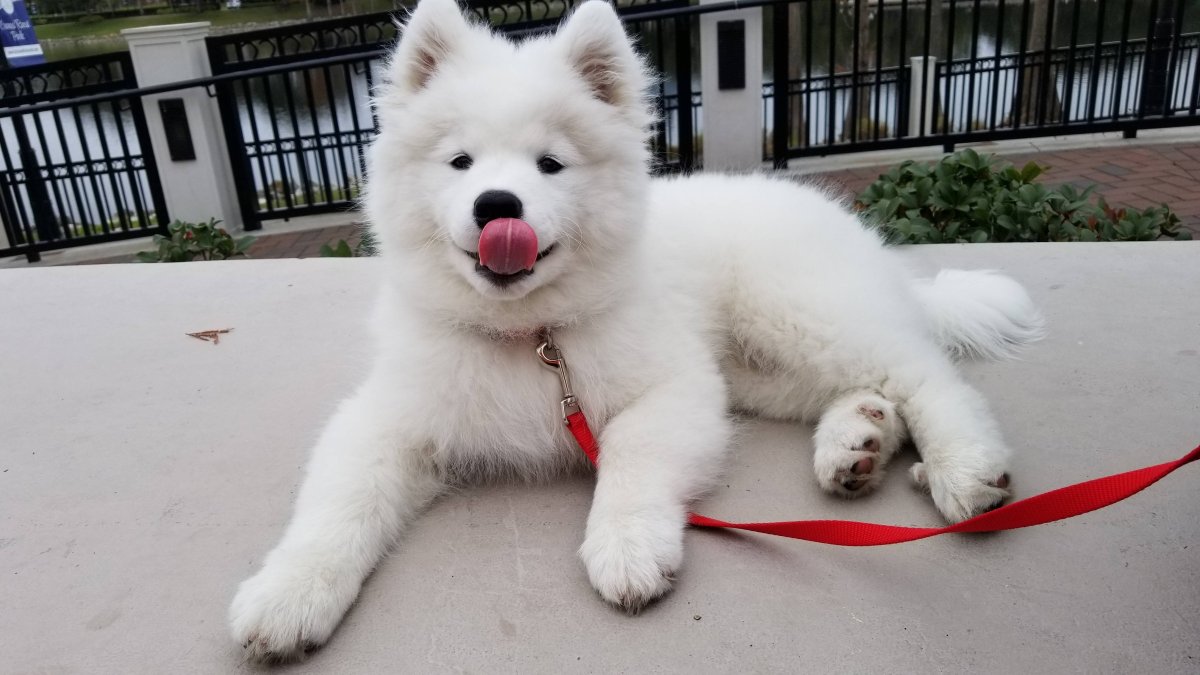 Самоедская овчарка