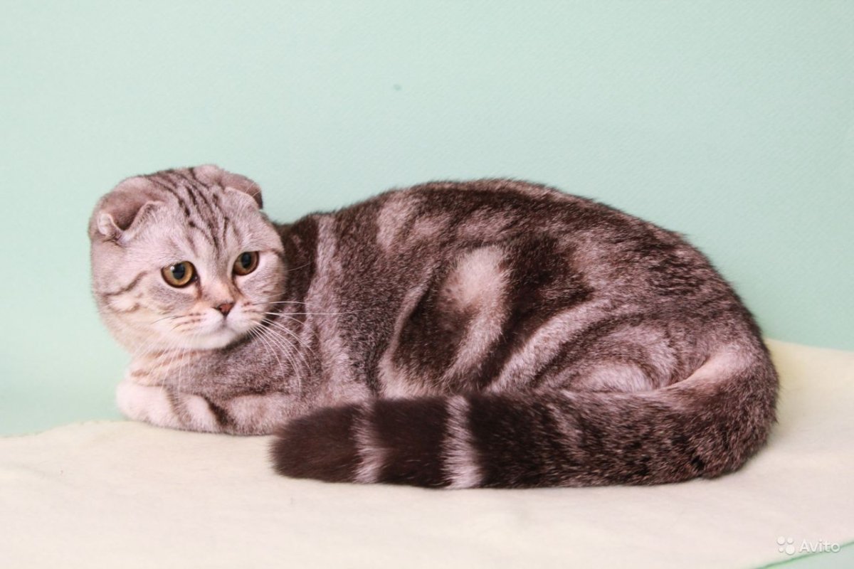Шотландская вислоухая кошка мраморная