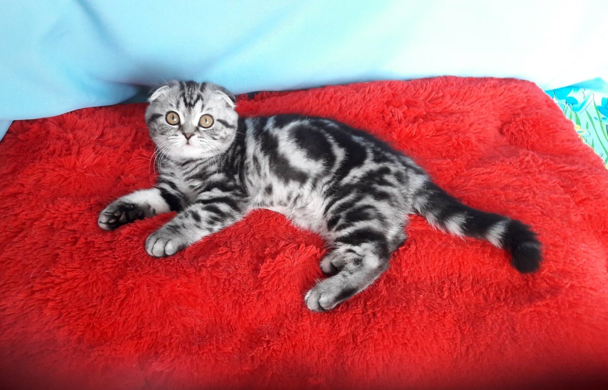 Шотландский скоттиш фолд мраморный