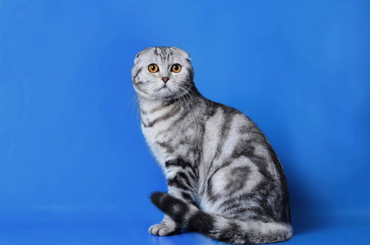 Шотландская вислоухая скоттиш страйт