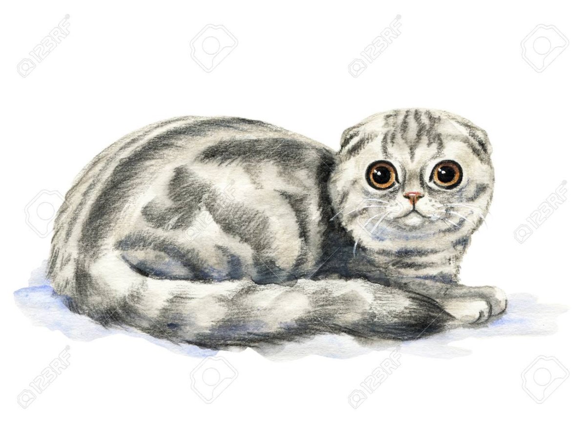 Скоттиш фолд пейнт