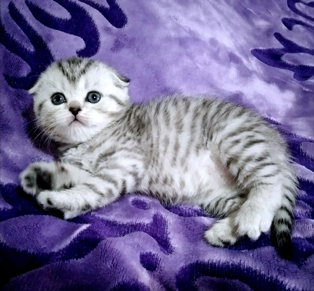 Шотландская вислоухая кошка мраморная