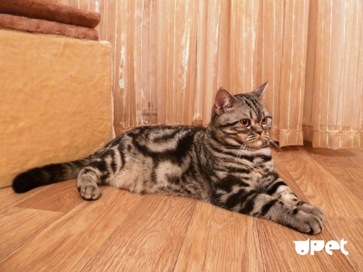 Шотландская прямоухая кошка мрамор