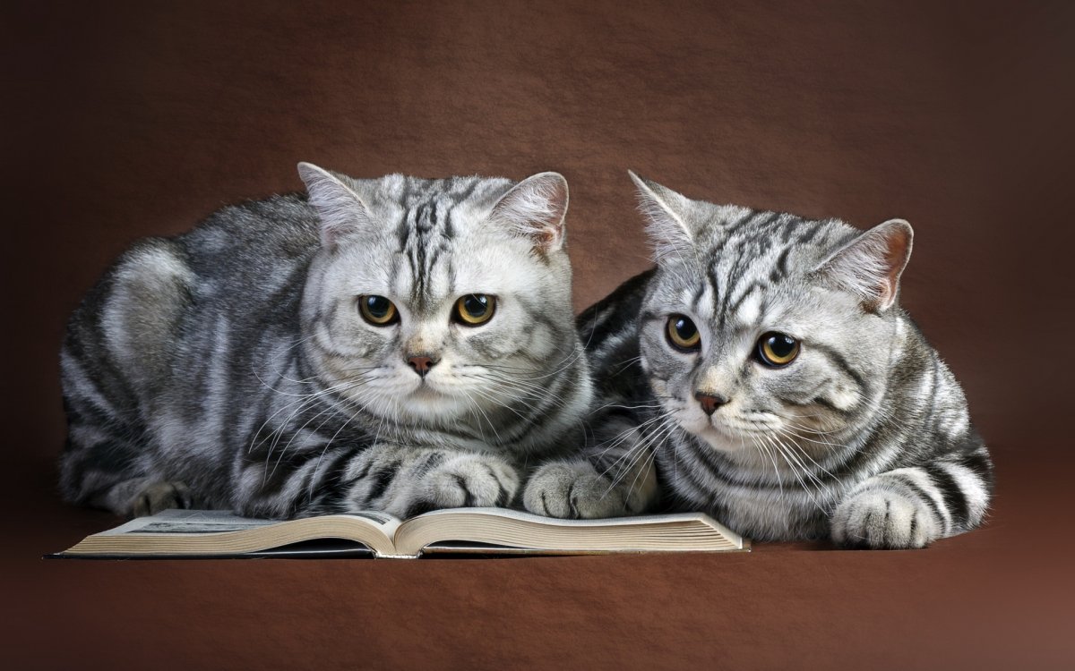 Британец кот