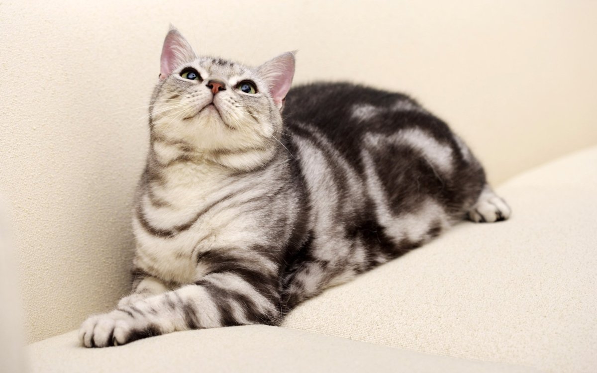 Британский кот вискас мраморный