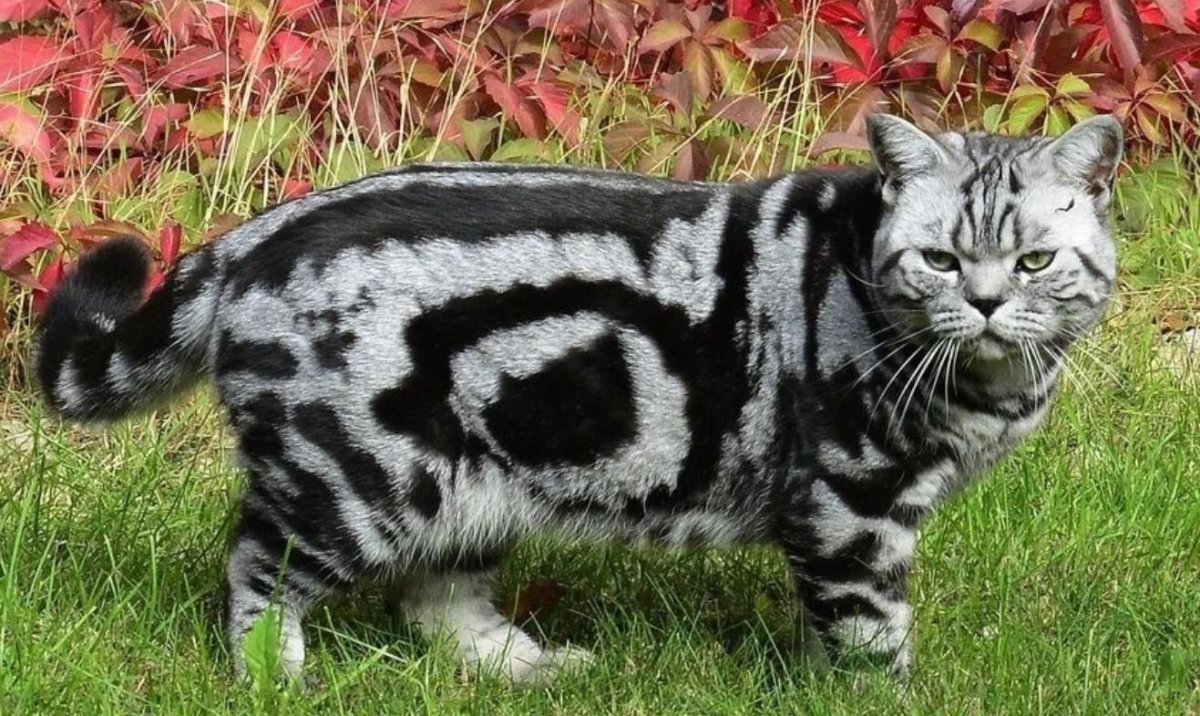 Полосатые Дикие кошки