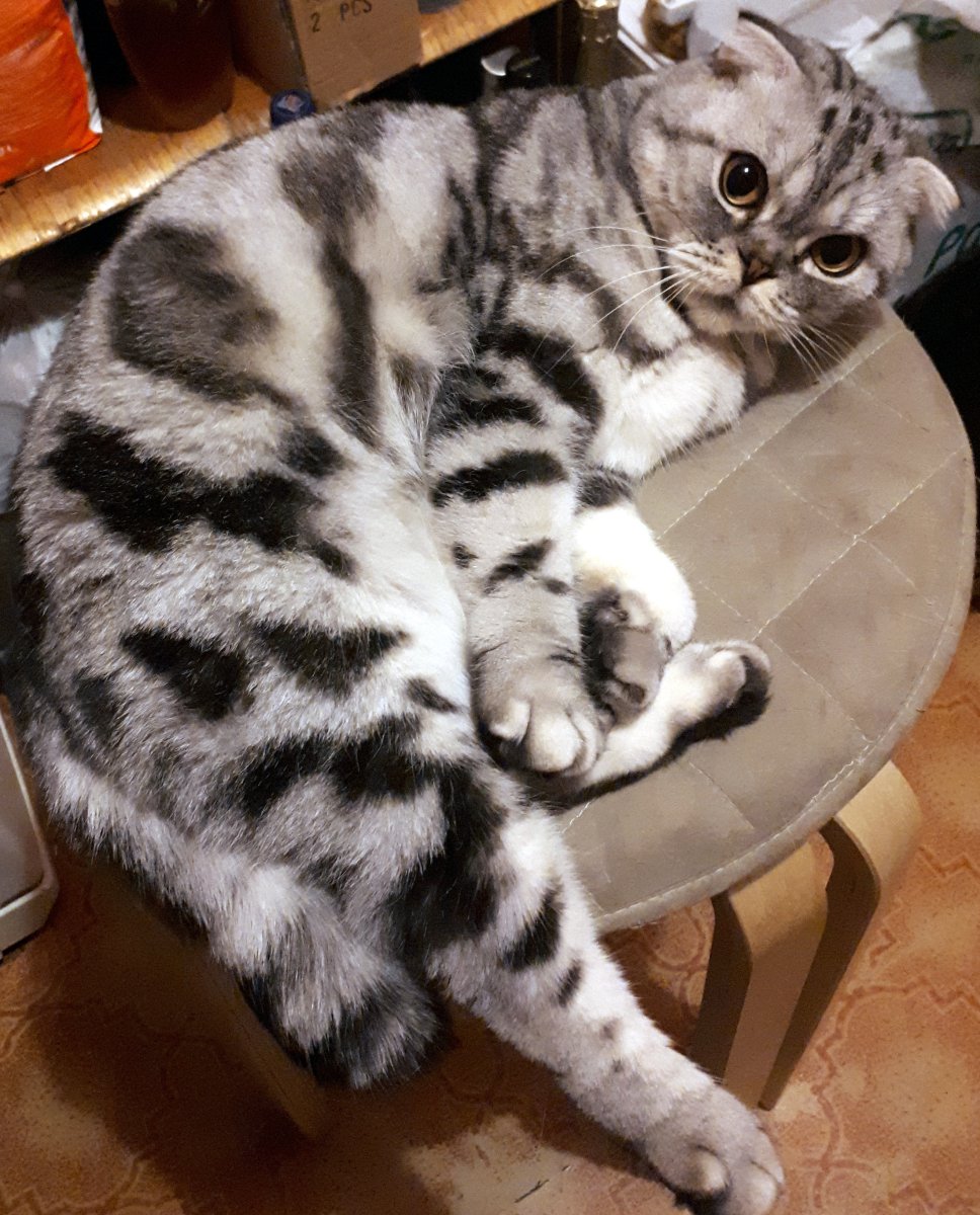 Шотландский скоттиш фолд мраморный